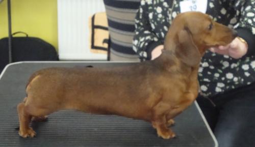 Siouxline dachshunds sale